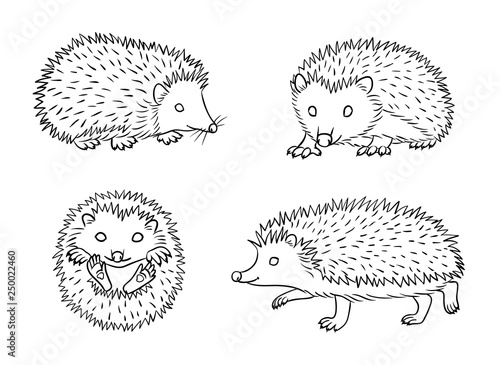 Cute hedgehogs in contours - vector illustration
