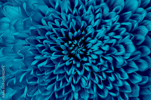 Fotografia Chrysanthemum cerulean flower closeup