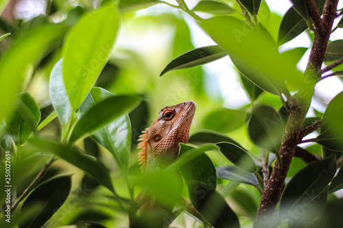 Oriental Garden Lizards are agamid lizard found widely in Asian countries. © Ake Forever
