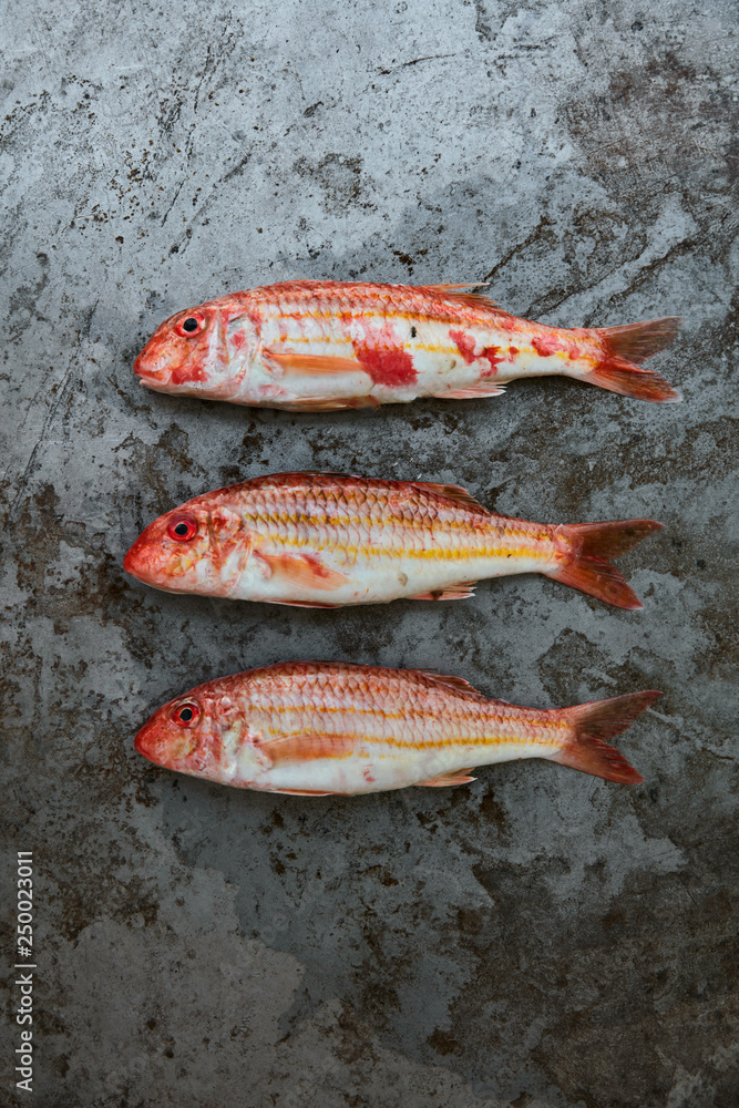 Fotografia Red mullet