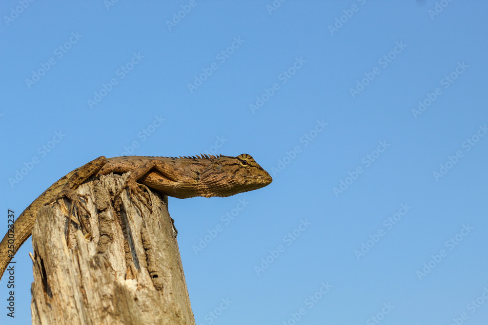 Oriental Garden Lizards are agamid lizard found widely in Asian countries. Oriental Garden Lizards are agamid lizard found widely in Asian countries.