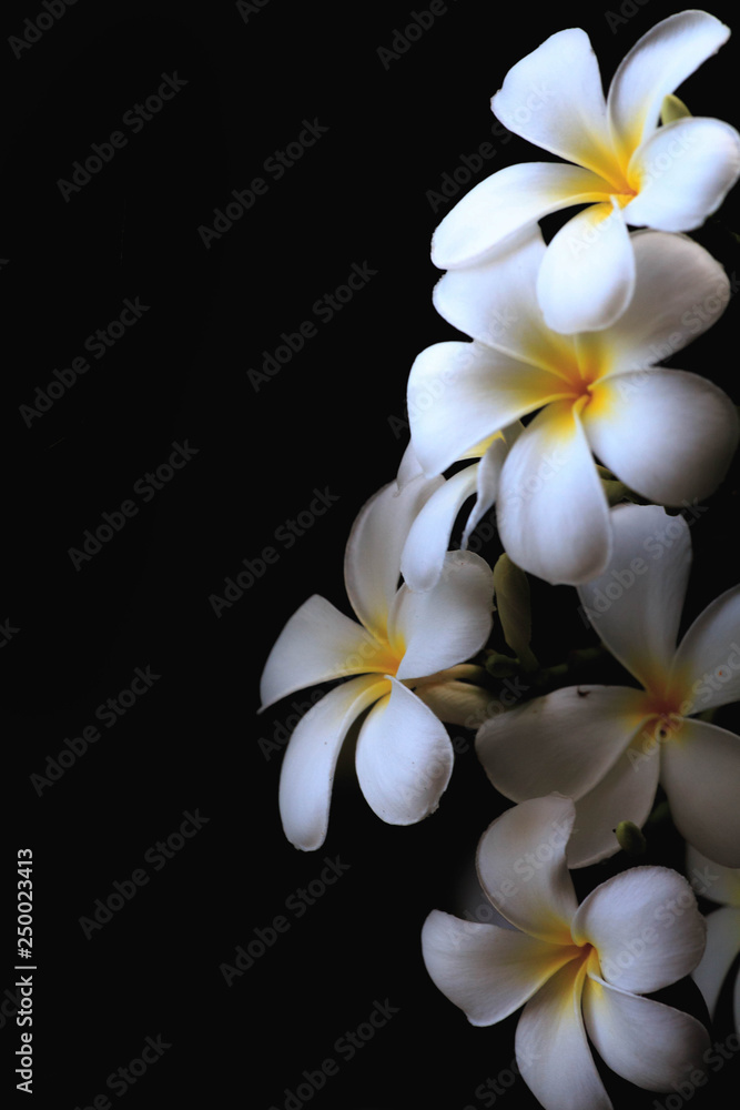 flower on black flower on black