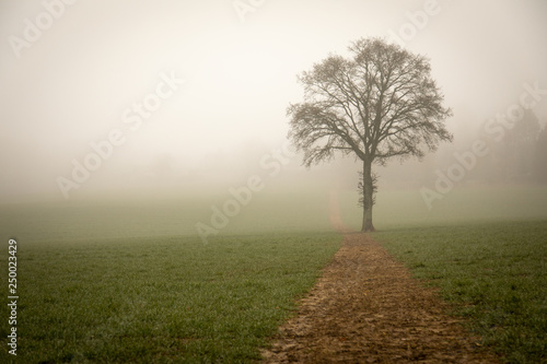 Oak tree in mist with field pathway