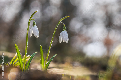 Spring flowers snowdrops (Galanthus nivalis) blooming in a beautiful sunny day Spring season © ionut