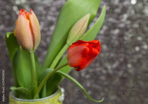  bouquet of delicate spring red tulips on a blurred metal background