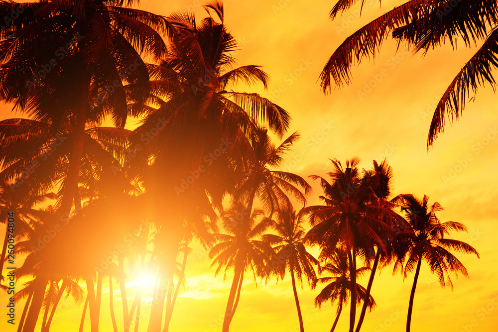 Sunset beach. Tropical coast coconut palm trees with warm sun set.