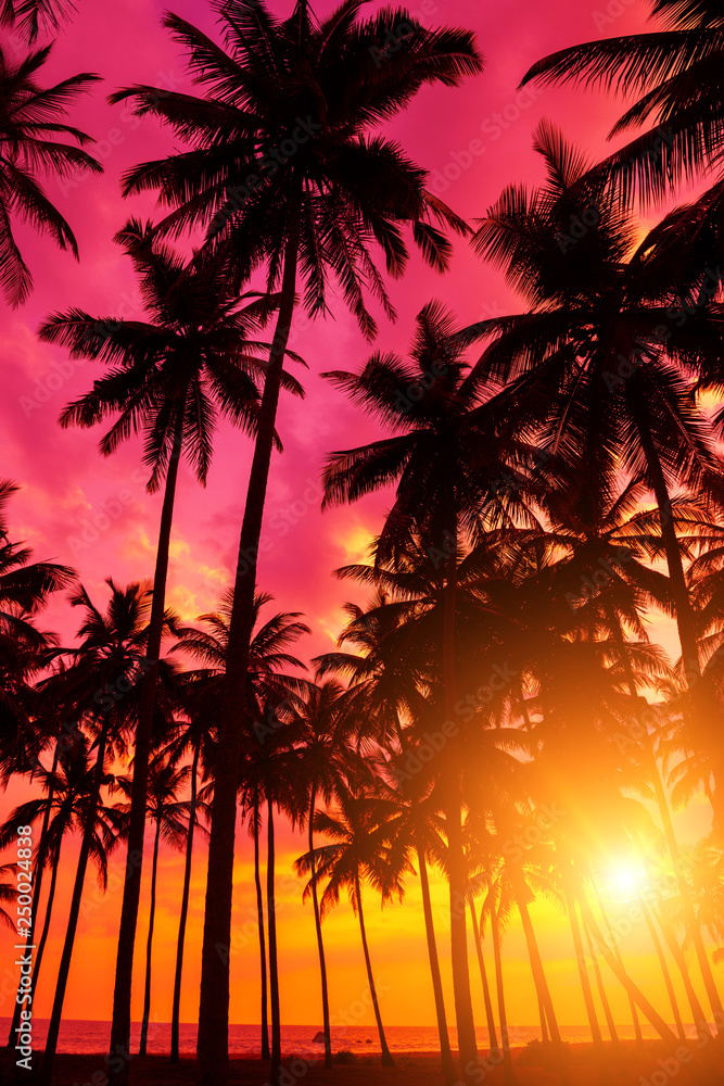 Tropical sunset on remote island. Beach sunset with coconut palm trees silhouettes and ocean.