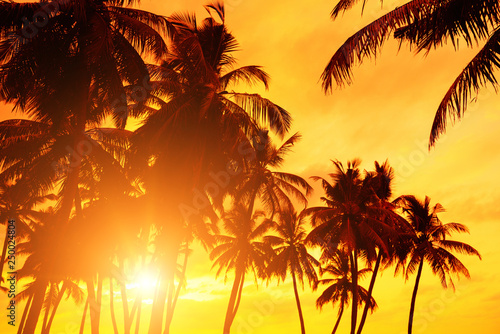 Sunset beach. Tropical coast coconut palm trees with warm sun set.
