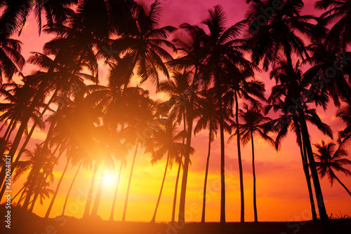 Tropical sunset on remote island coast. Beach sunset with coconut palm trees silhouettes and ocean.