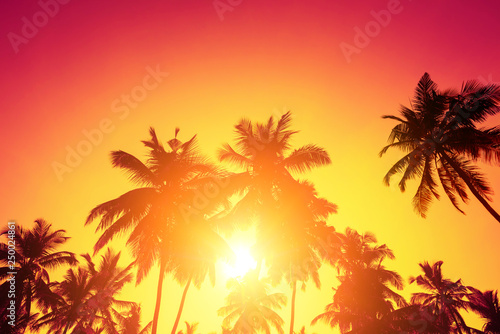 Tropical sunset sun and palm trees silhouettes on island beach. © nevodka.com