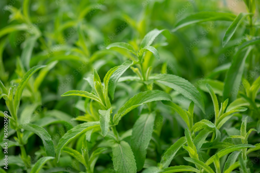 Egyptian Peppermint herbs grown at greenhouse Egyptian Peppermint herbs grown at greenhouse
