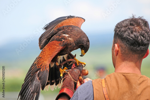 esibizioni di falconeria photo