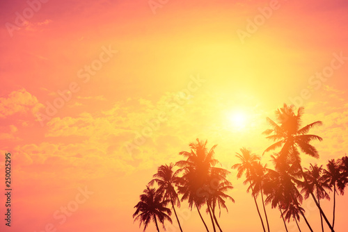 Tropical palm trees at sunset. Island shore with coconut palms at colorful vivid sky sun down with copy-space..