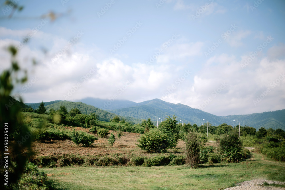 landscape with trees and blue sky landscape with trees and blue sky