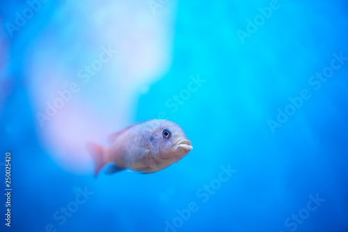 Malawian cichlid on the background of the blue water of the aquarium.Aquariums © gal2007