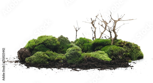 Green moss with twigs isolated on white background