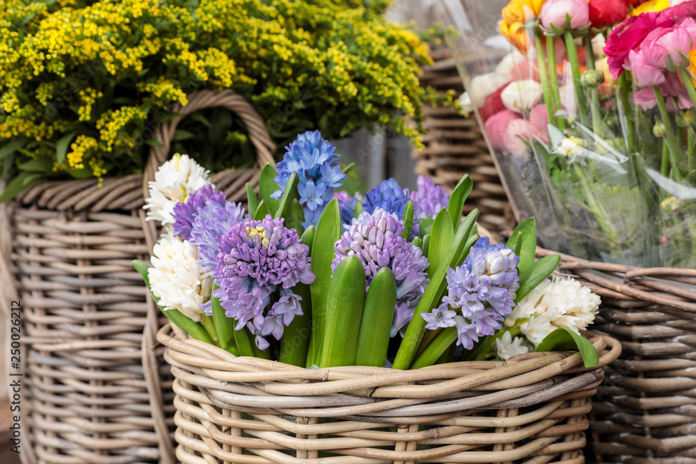 Springtime. Beautiful hyacinth flowers in white, violet, blue colors in a wicker basket for sale at the flower garden shop.