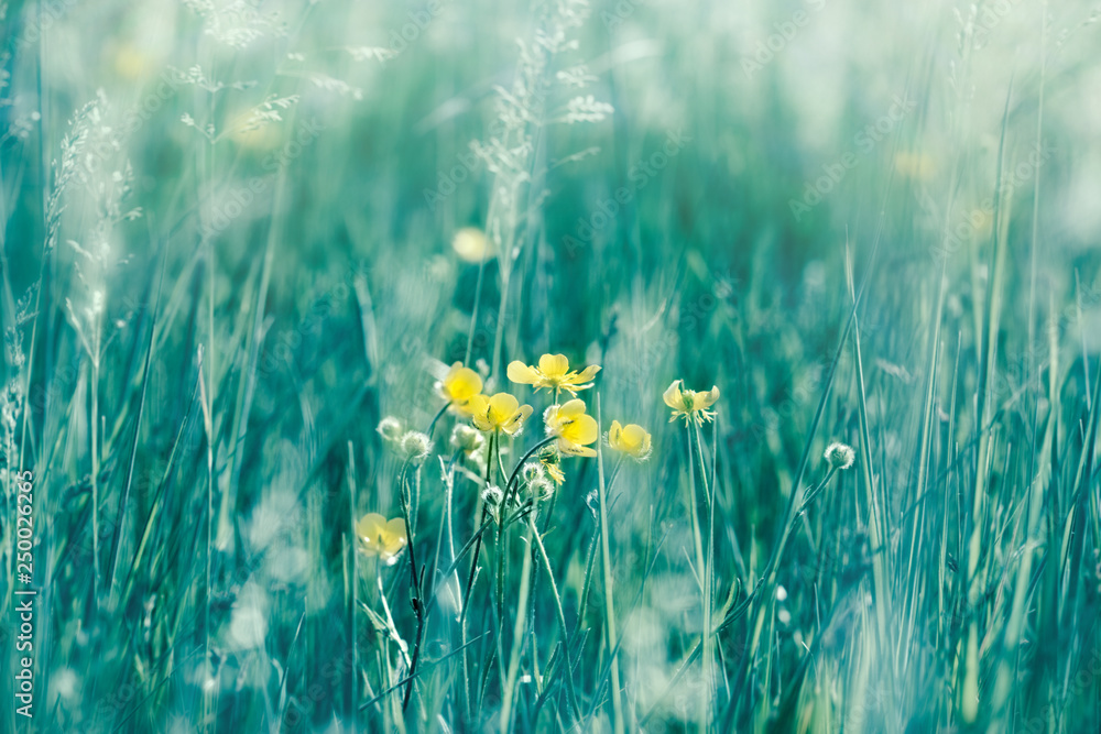 Yellow flower in meadow, flowering buttercup in spring