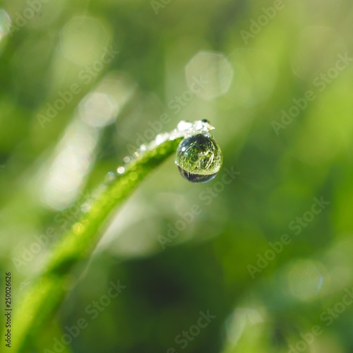 drops on the green leaves