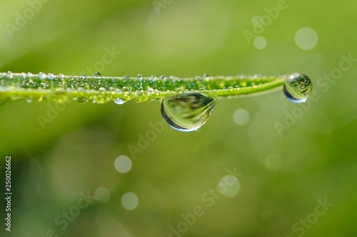 drops on the green leaves