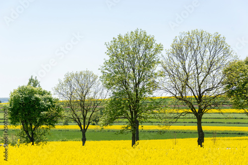 Springtime in Roztocze region in Poland with rapeseed flowers