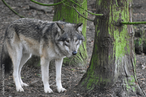 Lone Wolf in the Woods