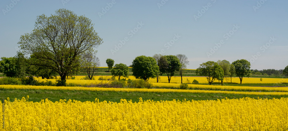 Springtime in Roztocze region in Poland with rapeseed flowers
