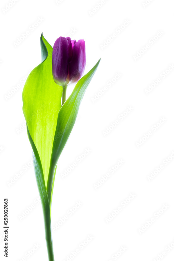 Single purple (violet) tulip isolated on white with backlight. Single purple (violet) tulip isolated on white with backlight.