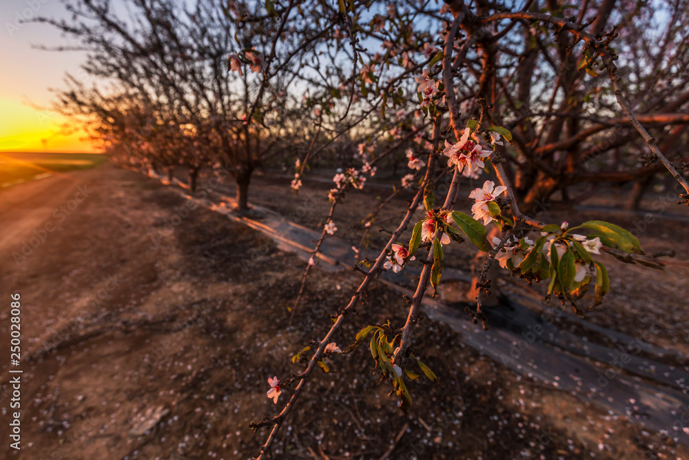 Φωτογραφία sunset view of an almond trees blooming in a moshav in southern Israel