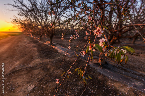 sunset view of an almond trees blooming in a moshav in southern Israel photo