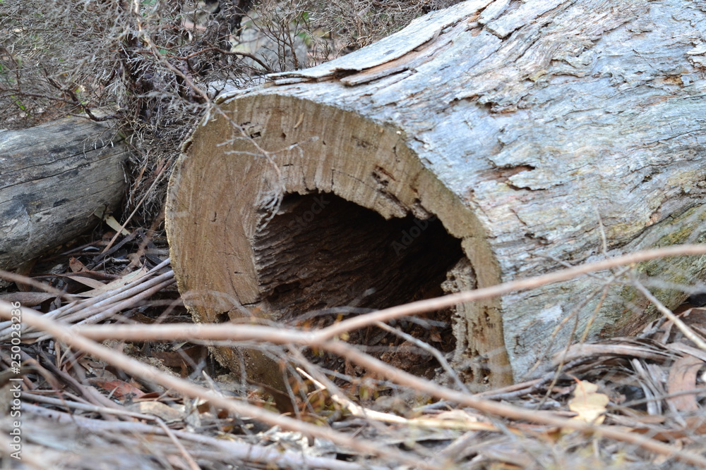 Obraz premium tree log