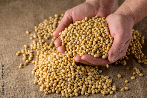Ripe soy beans in hands