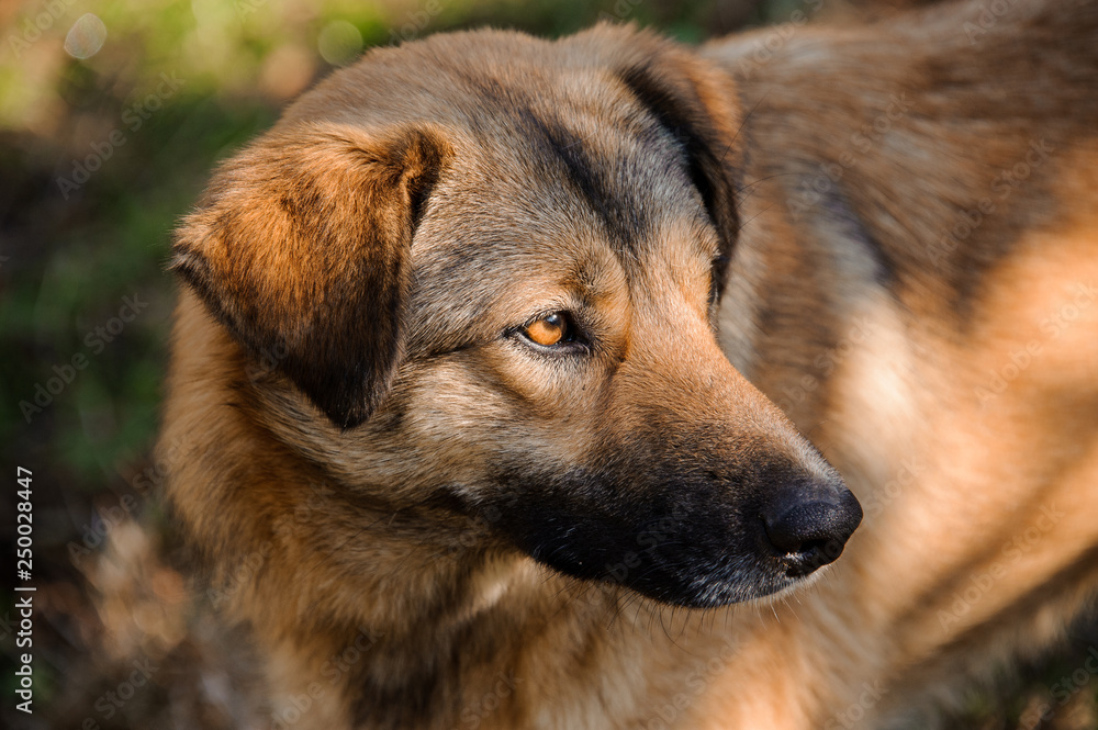 Cute brown ginger homeless dog looking away outside Cute brown ginger homeless dog looking away outside