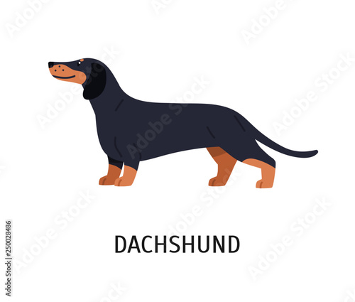 Dachshund