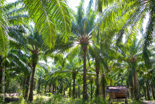 Oil palm tree