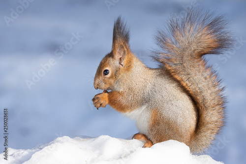 Fototapeta squirrel snow winter
