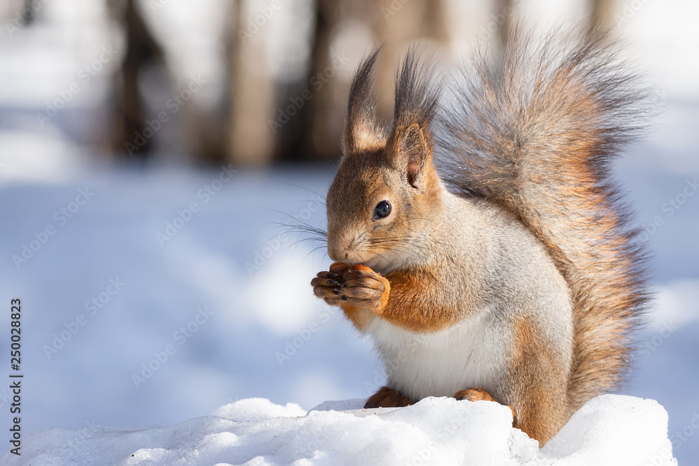 squirrel snow winter squirrel snow winter