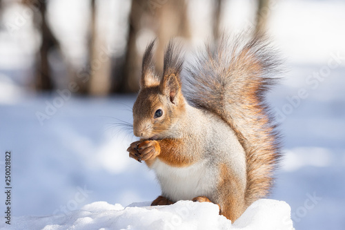 Fototapeta squirrel snow winter