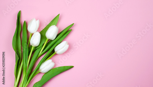 Fototapeta Naklejka Na Ścianę i Meble -  Delicate white tulips on pink background. Postcard