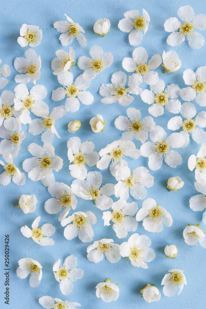 composition of small white flowers on a blue background composition of small white flowers on a blue background