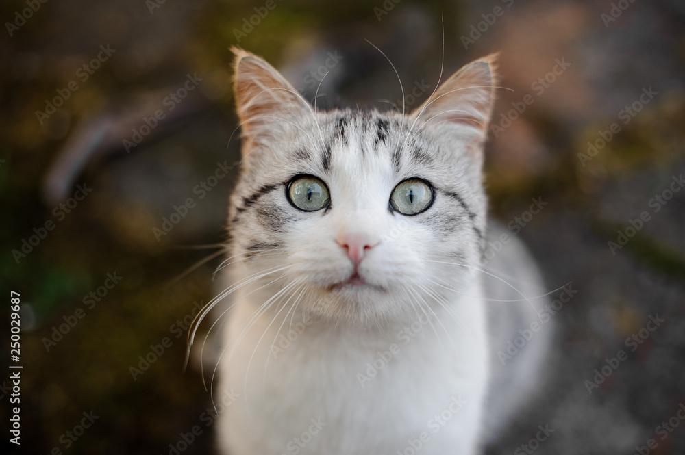 Gray and white cat frightened looking at the camera Gray and white cat frightened looking at the camera
