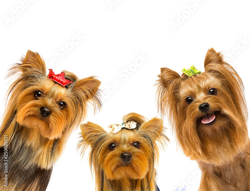 dog breed Yorkshire terrier on a white background