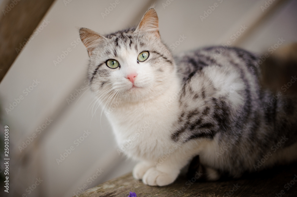 Gray and white cat with green eyes hotsell