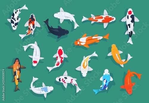 Koi fishes. Japanese colorful carp, asian goldfishes vector set. Illustration of koi japanese carp, traditional asian