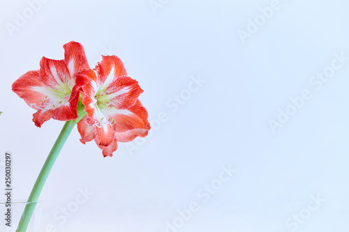 Striped Barbados lily flower
