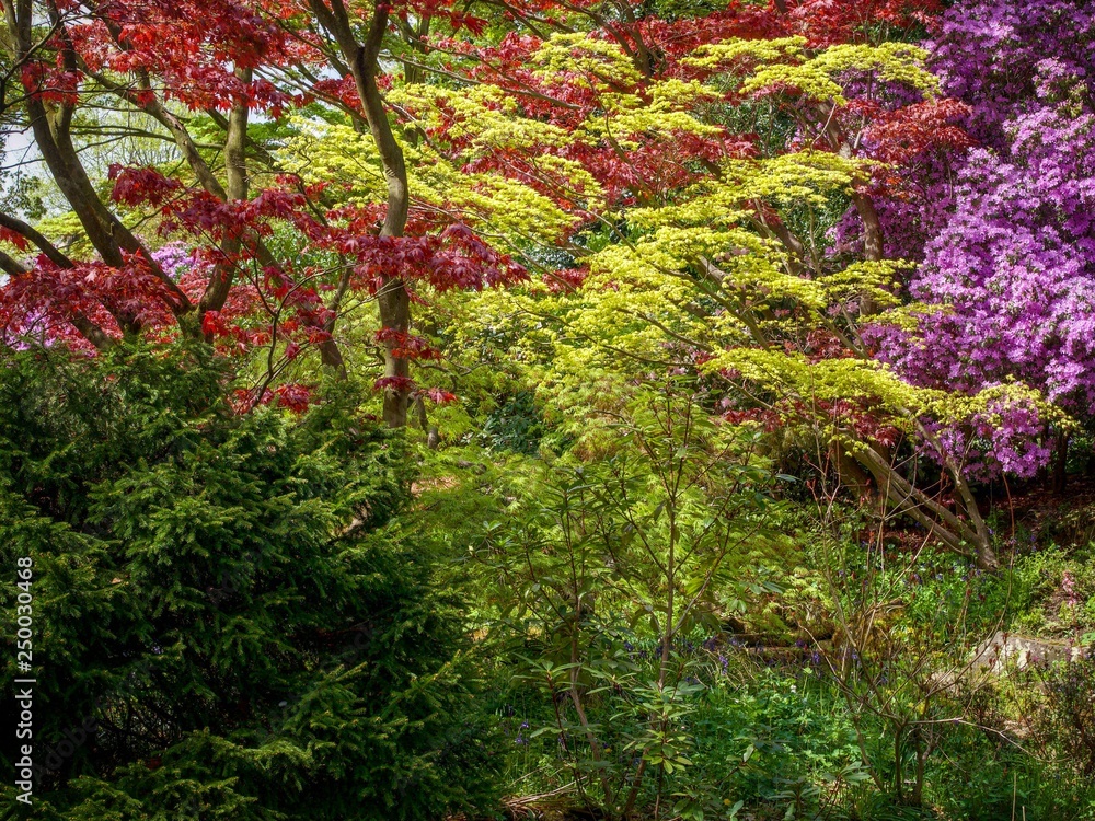 Maple Tree Garden 