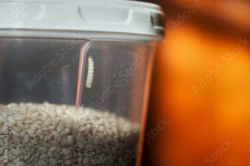 Caterpillar of mealmoth in a box with sesame photo