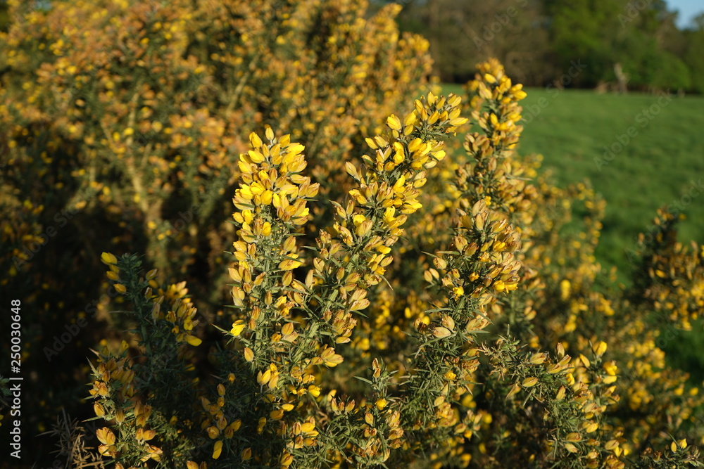 Obraz premium yellow flowers