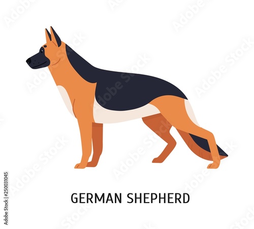 German Shepherd