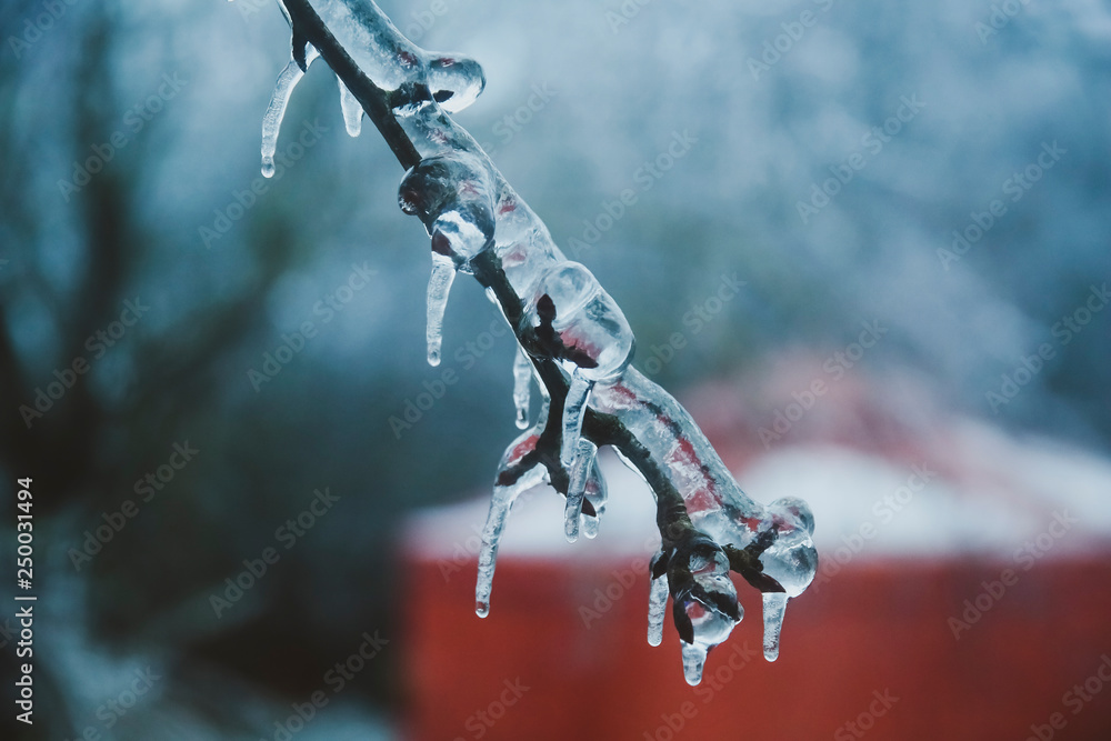 frozen branch with ice on the background of the house in the form of a yurt, a tent house. Icicle. ice storm. selective focus frozen branch with ice on the background of the house in the form of a yurt, a tent house. Icicle. ice storm. selective focus